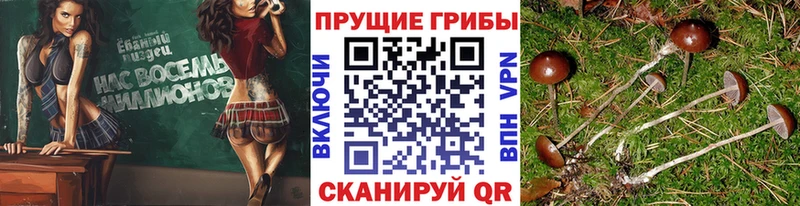 Галлюциногенные грибы Psilocybe Берёзовка